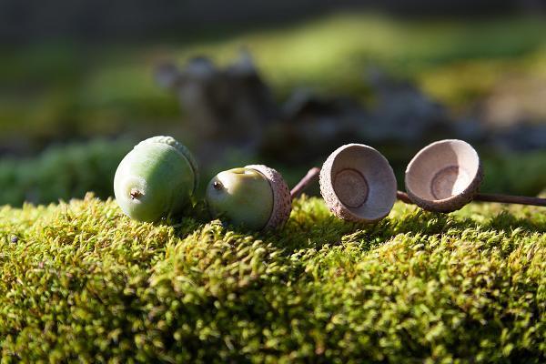 Germania â€“ Germany During the Roman Empire